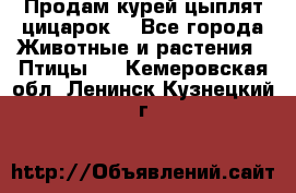 Продам курей цыплят,цицарок. - Все города Животные и растения » Птицы   . Кемеровская обл.,Ленинск-Кузнецкий г.